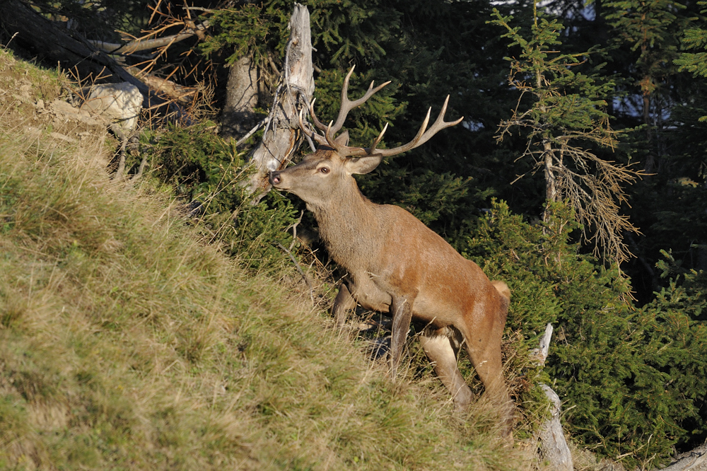 Rothirsch (Cervus elaphus)