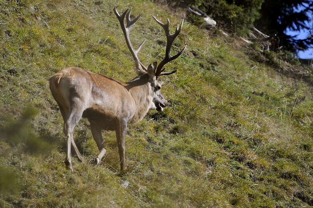 Rothirsch (Cervus elaphus)