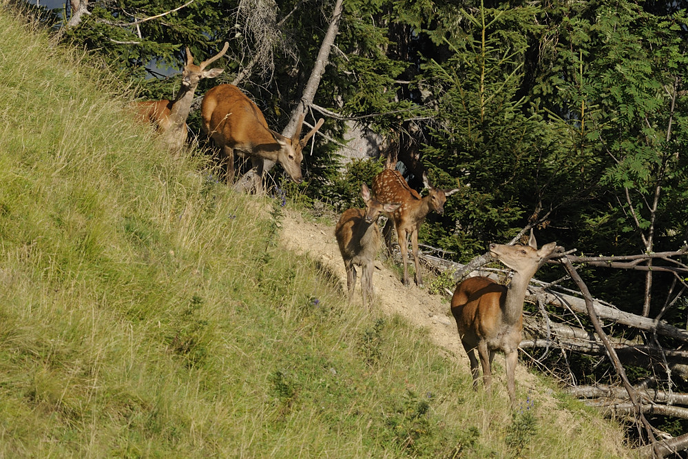 Rothirsche (Cervus elaphus)