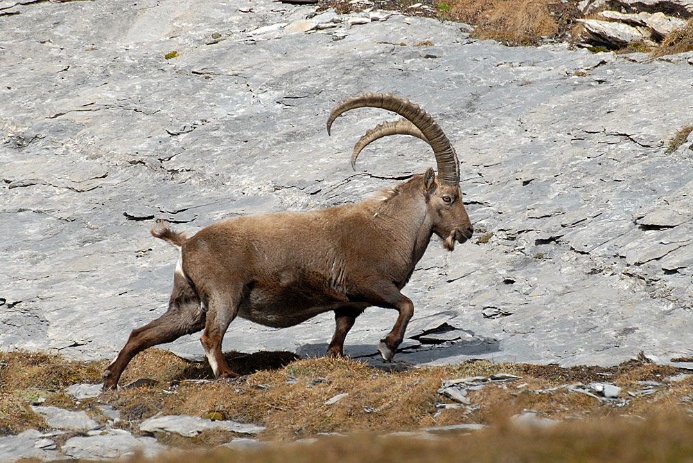 Steinbock (Capra ibex)