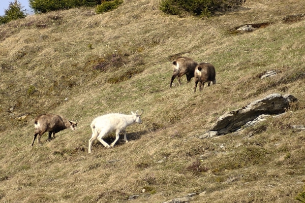 Säugetiere