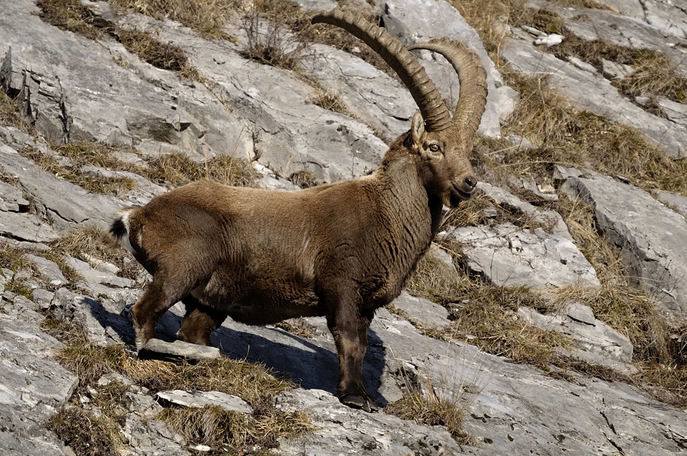 Steinbock (Capra ibex)