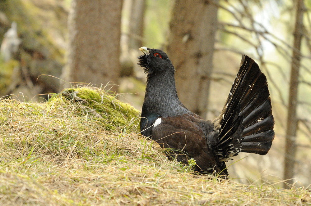 Auerhahn (Tetrao tetrix)