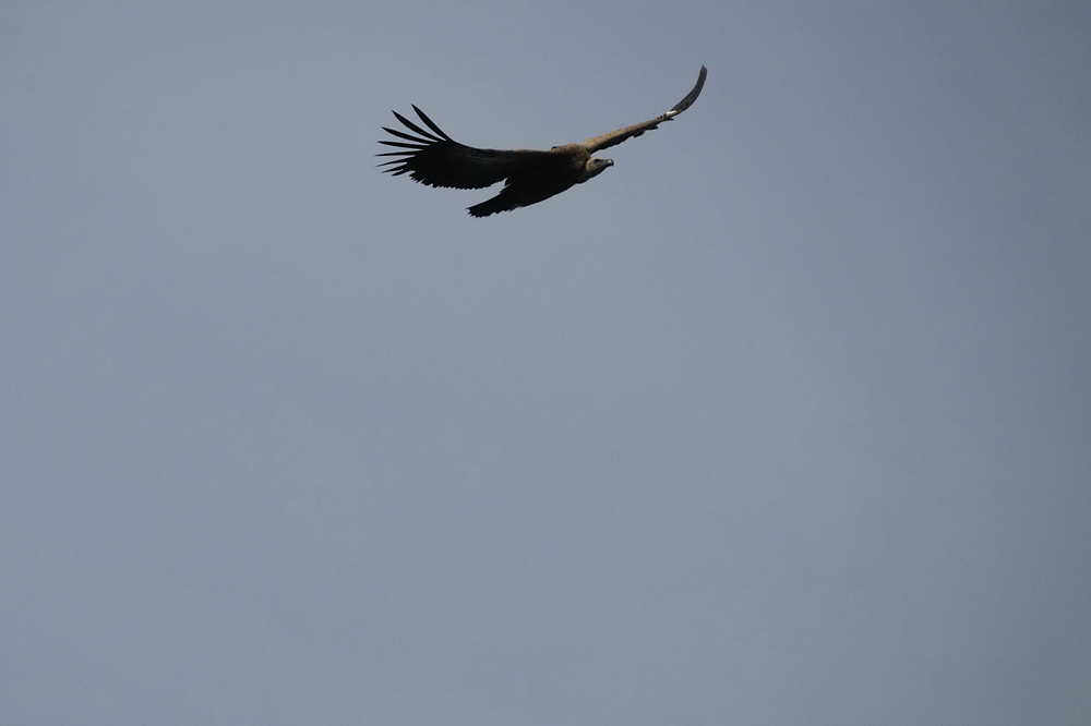 Gänsegeier (Gyps fulvus)