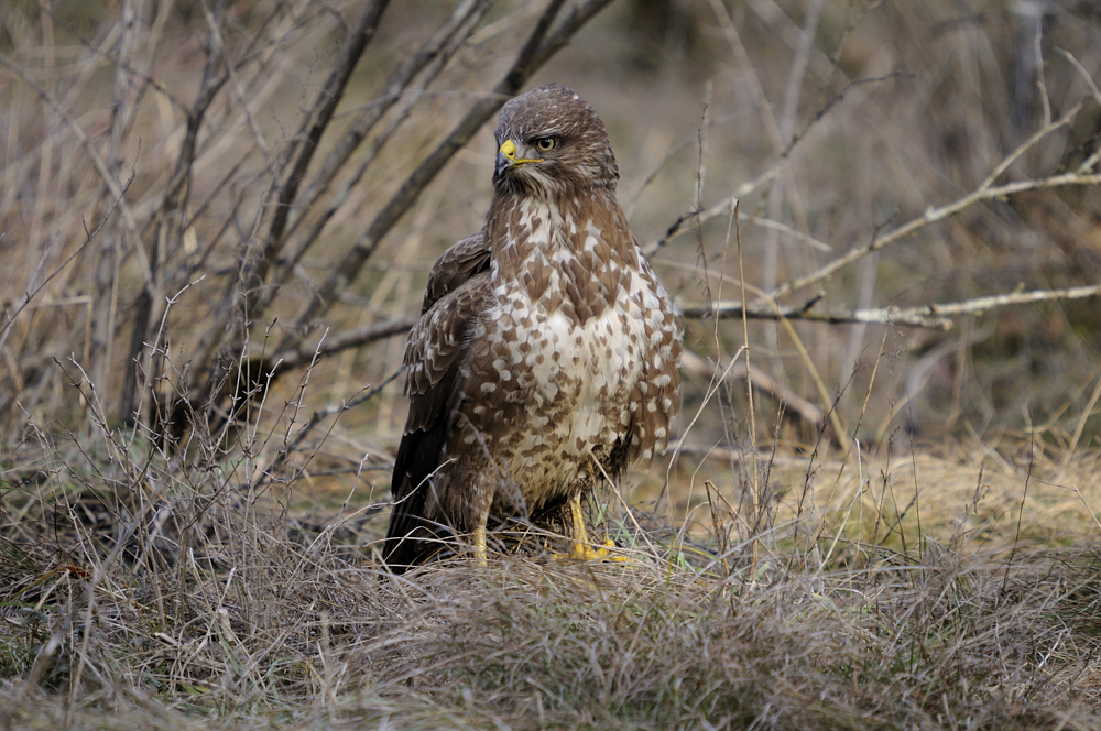 Mäusebussard (Buteo buteo)