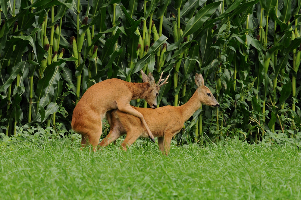 Rehe  (Capreolus capreolus)