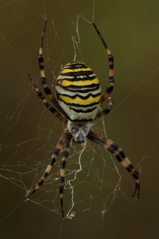 Wespenspinne (Argiope bruennichi)