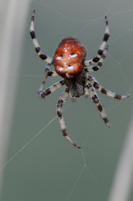 Vierfleckkreuzspinne (Araneus quadratus)