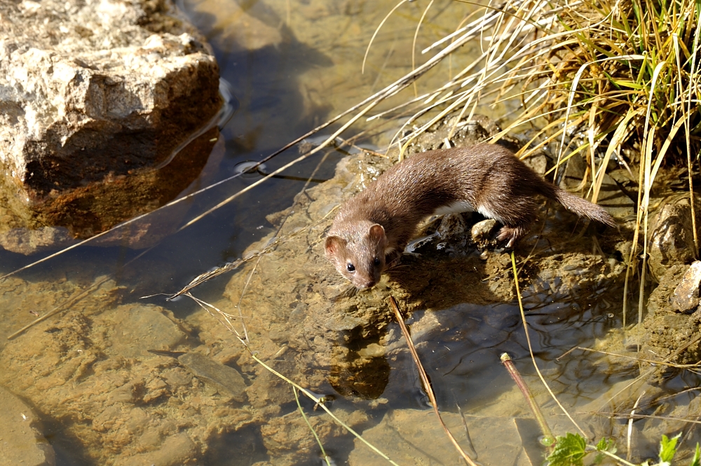 Mauswiesel (Mustela nivalis)