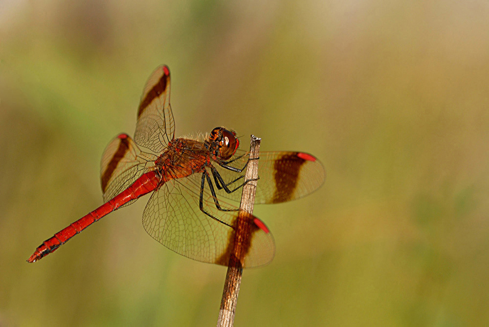 Gebänderte Heidelibelle (Sympetrum pedemontanum)