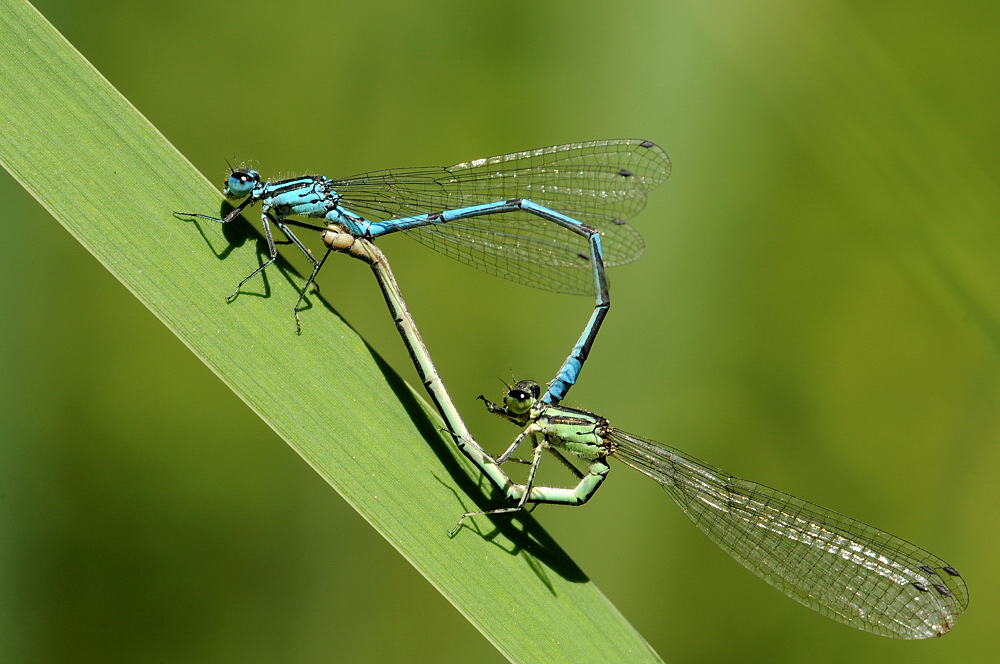 Hufeisen-Azurjungfer (Coenagrion puella)