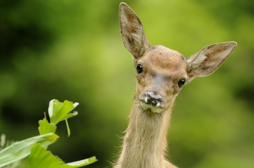 Hirschkalb (Cervus elaphus)