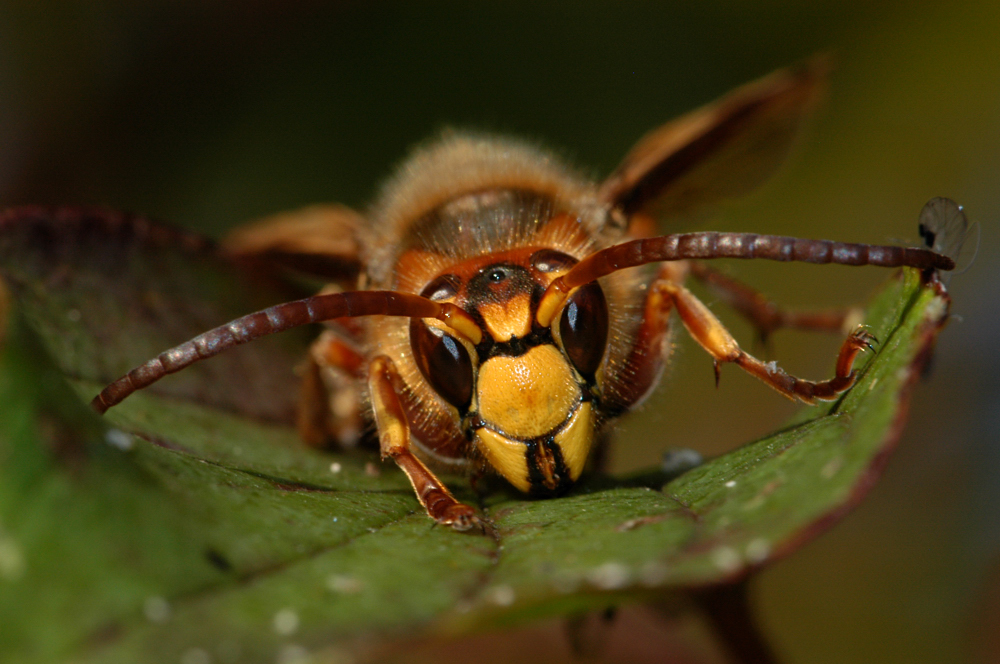 Hornisse (Vespa crabro)