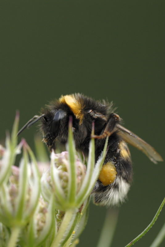 Dunkle Erdhummel (Bombus terrestris)