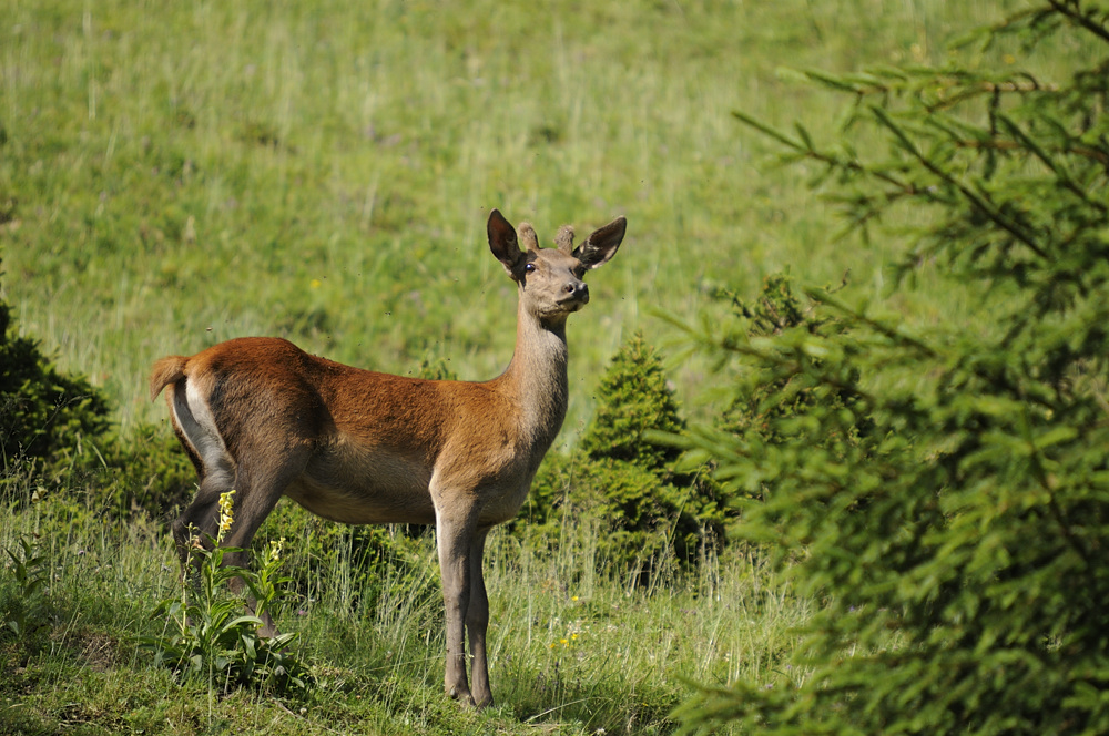 Knopfspiesser (Cervus elaphus)