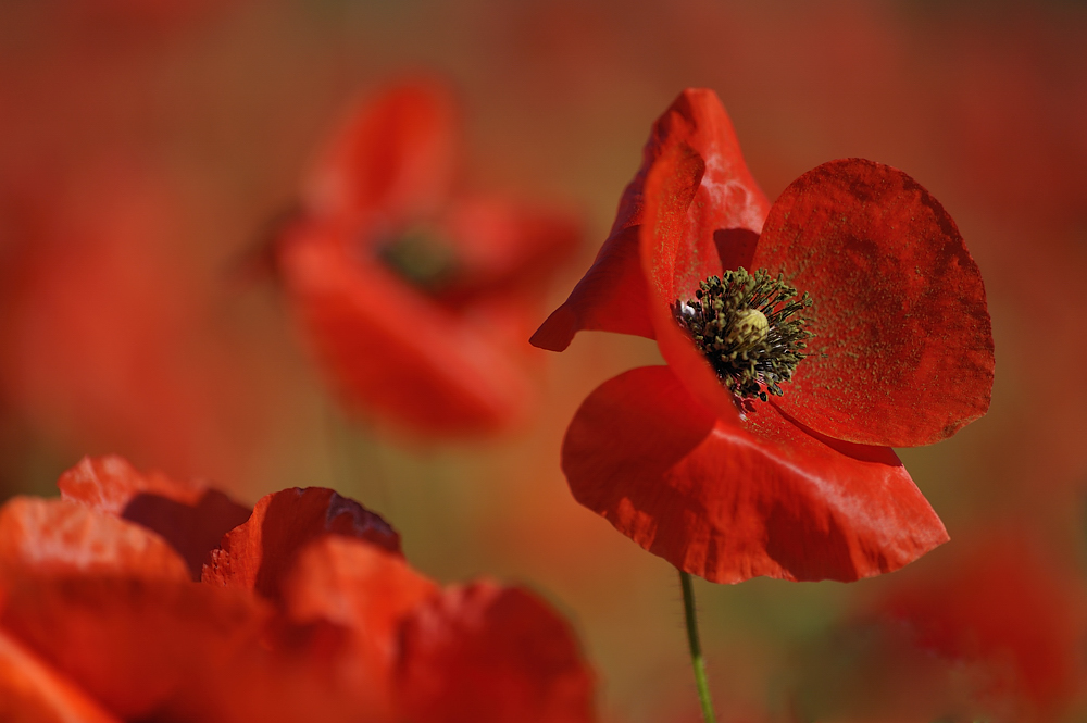 Klatschmohns (Papaver rhoeas)