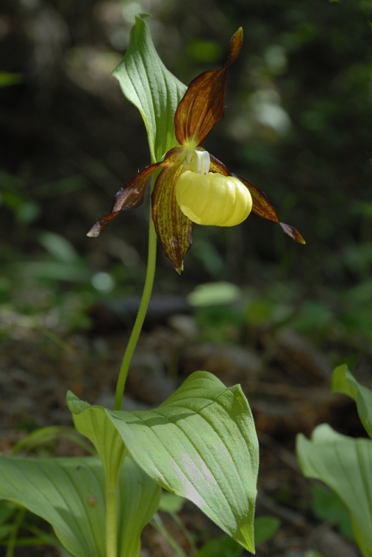 Gelber Frauenschuh (Cypripedium calceolus)