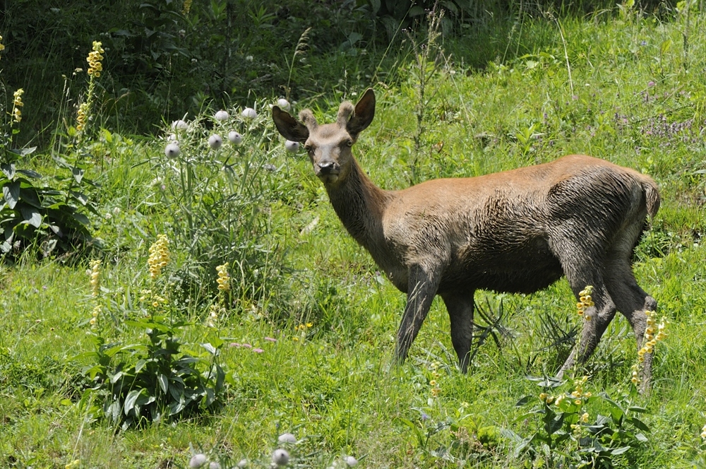 Knopfspiesser (Cervus elaphus)