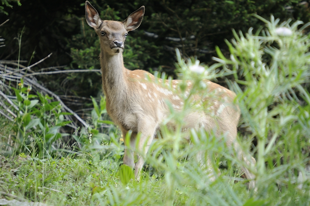 Hirschkalb (Cervus elaphus)