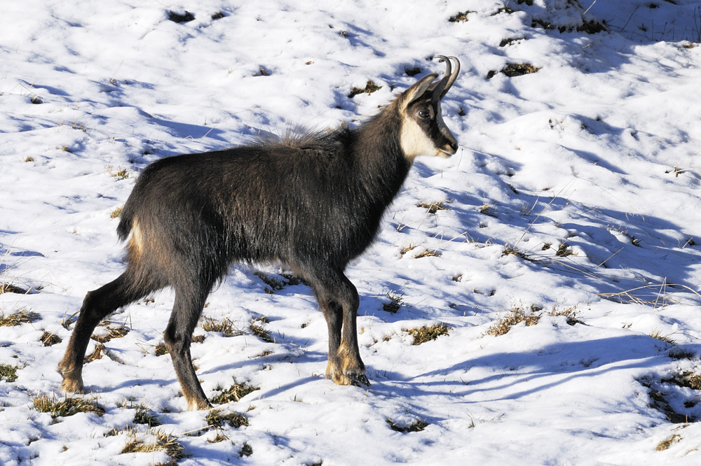 Gamsbock (Rupicapra rupicapra)