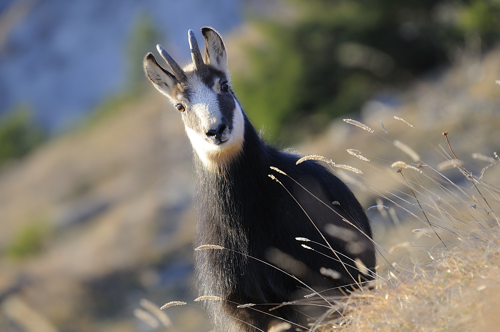 Gämse (Rupicapra rupicapra)