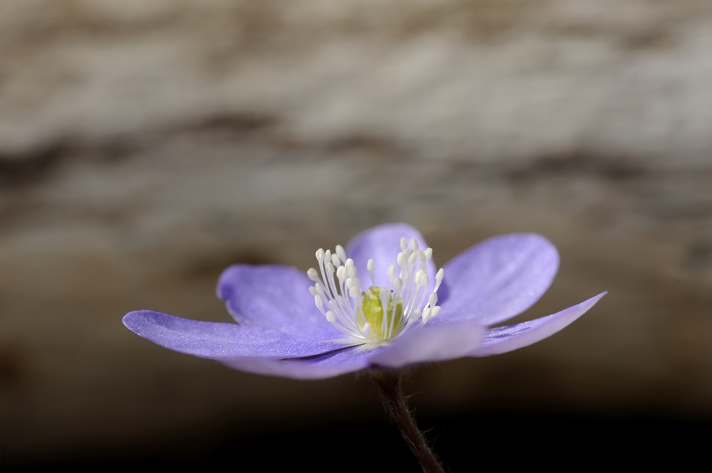 Leberblümchen (Hepatica nobilis)