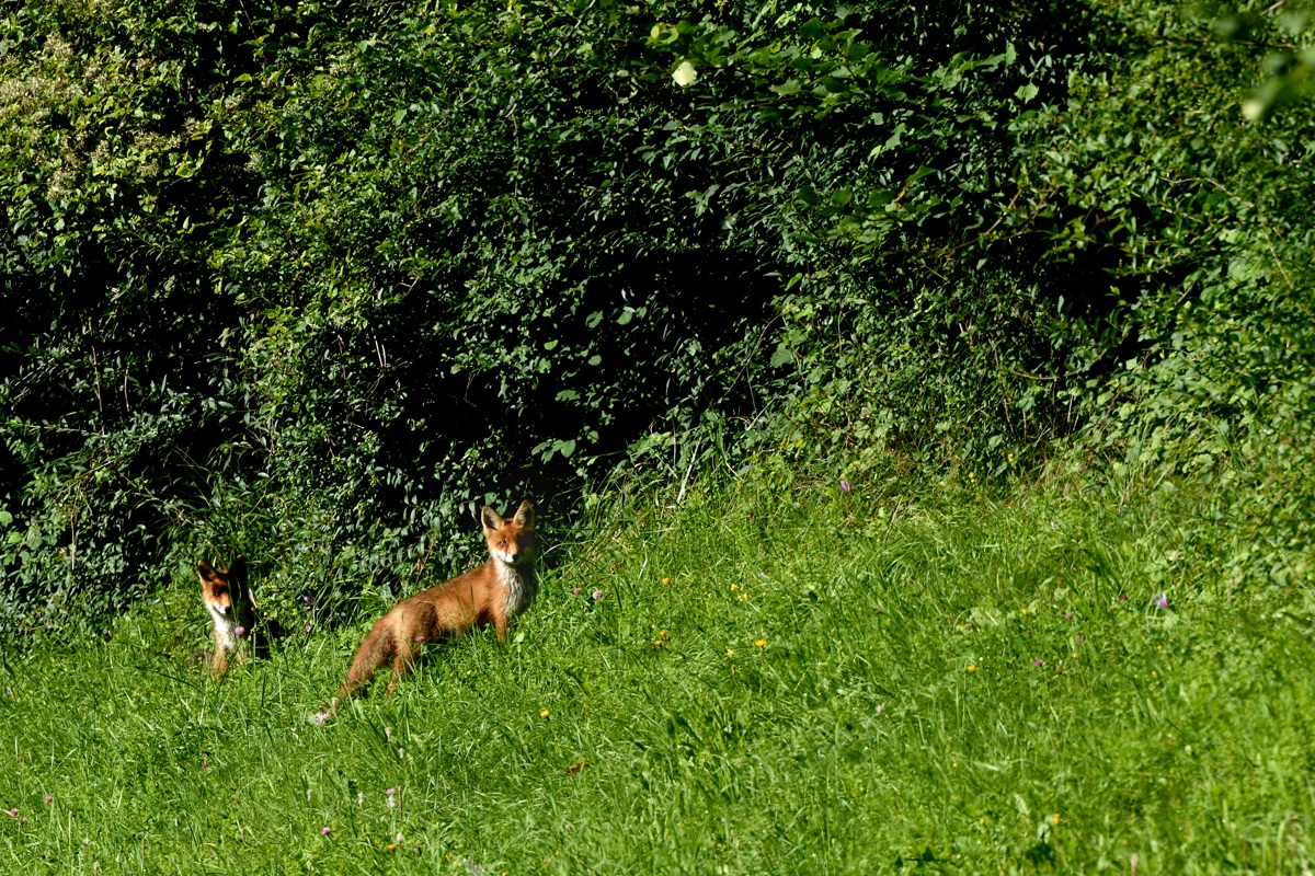 Rotfuchs (Vulpes vulpes)