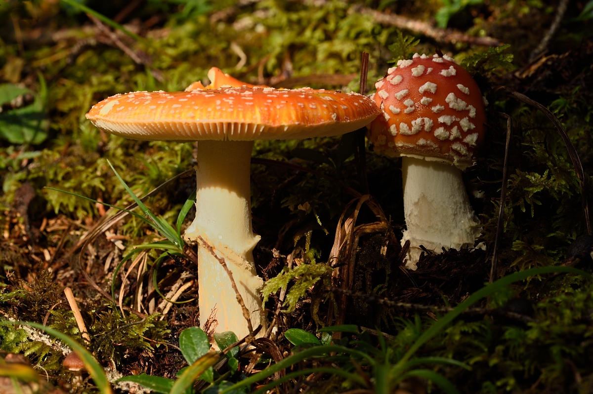 Fliegenpilz (Amanita muscaria)