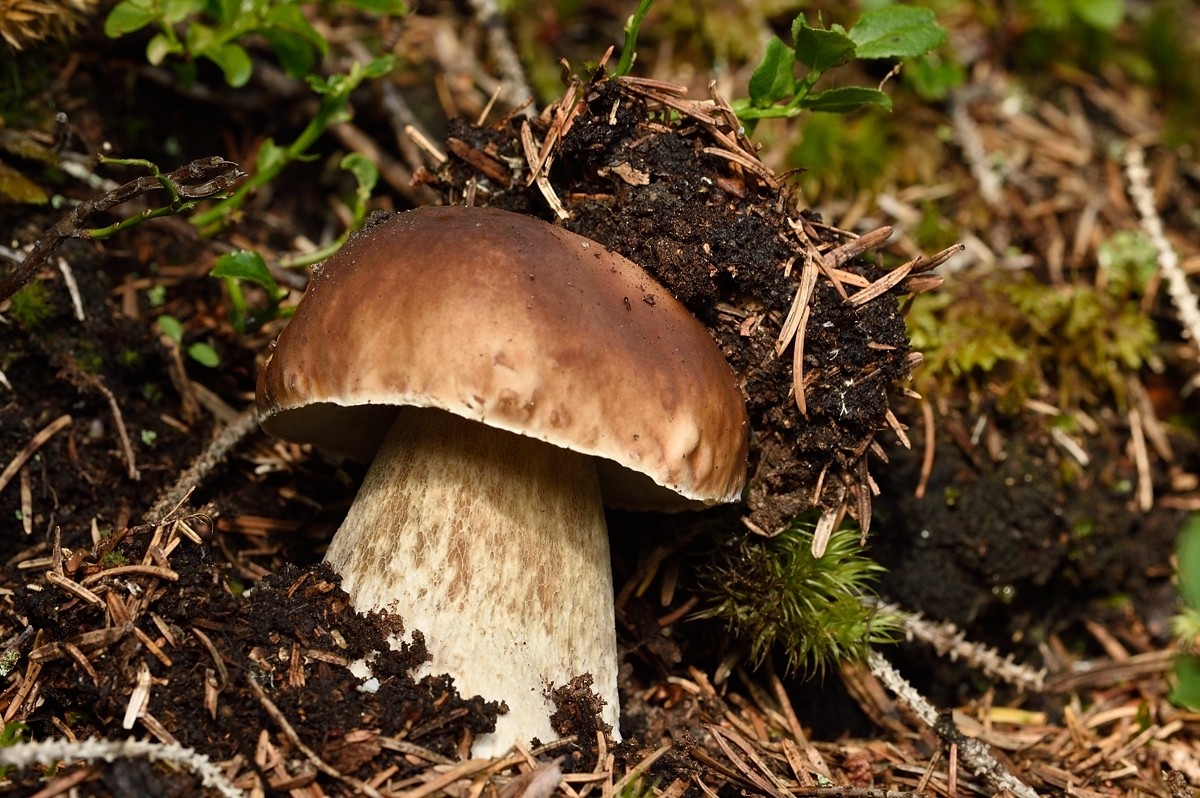 Steinpilz (Boletus edulis)