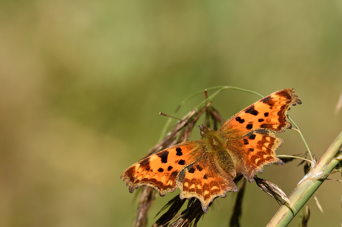 C-Falter (Polygonia c-album)