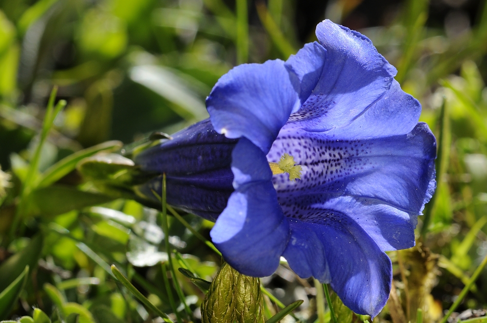 Clusius-Enzian (Gentiana clusii)