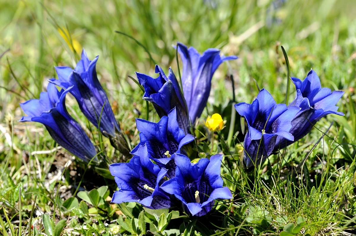 Clusius-Enzian (Gentiana clusii)