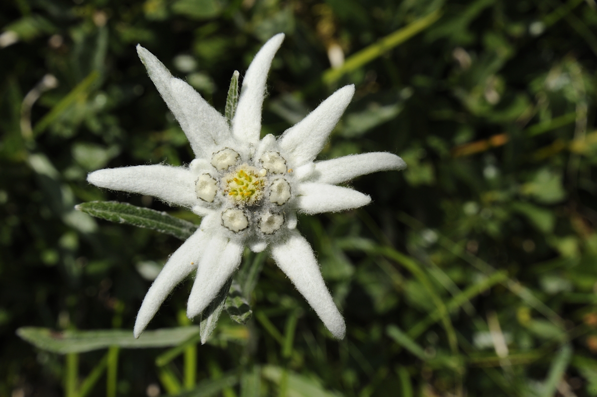 Edelweiss (Leontopodium nivale)