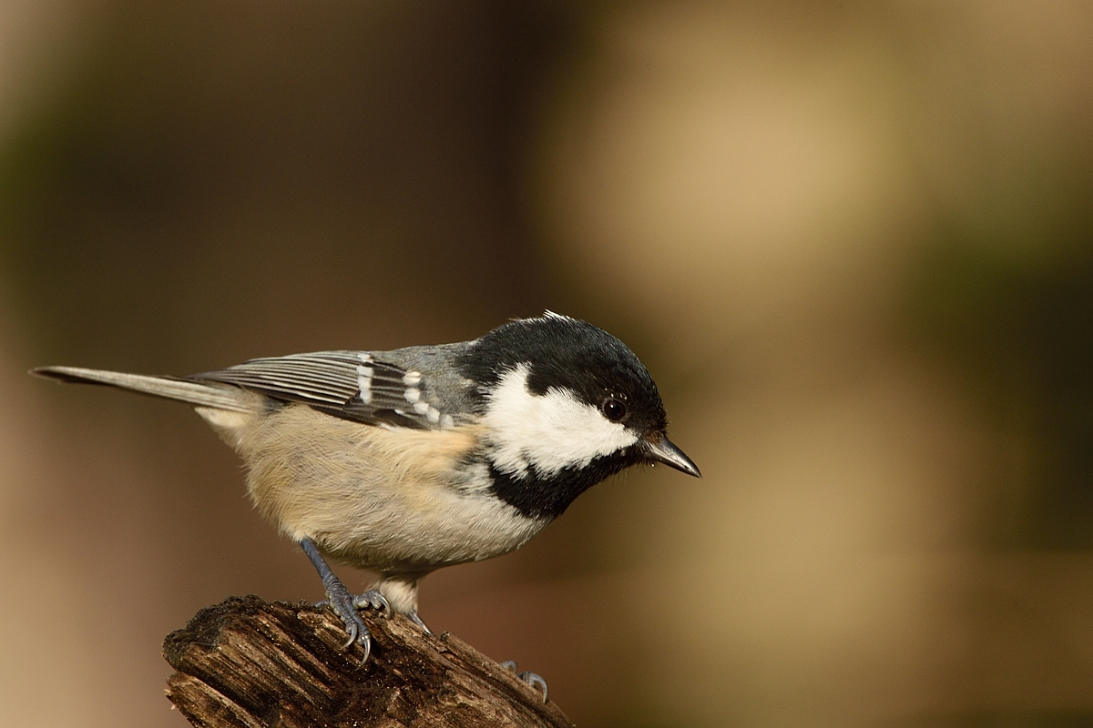 Tannenmeise (Periparus ater)