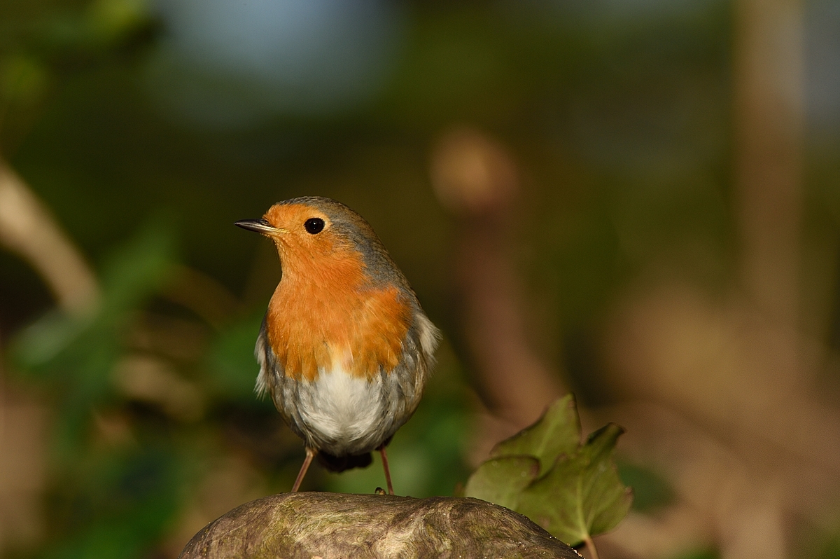 Rotkehlchen ( Erithacus rubecula )