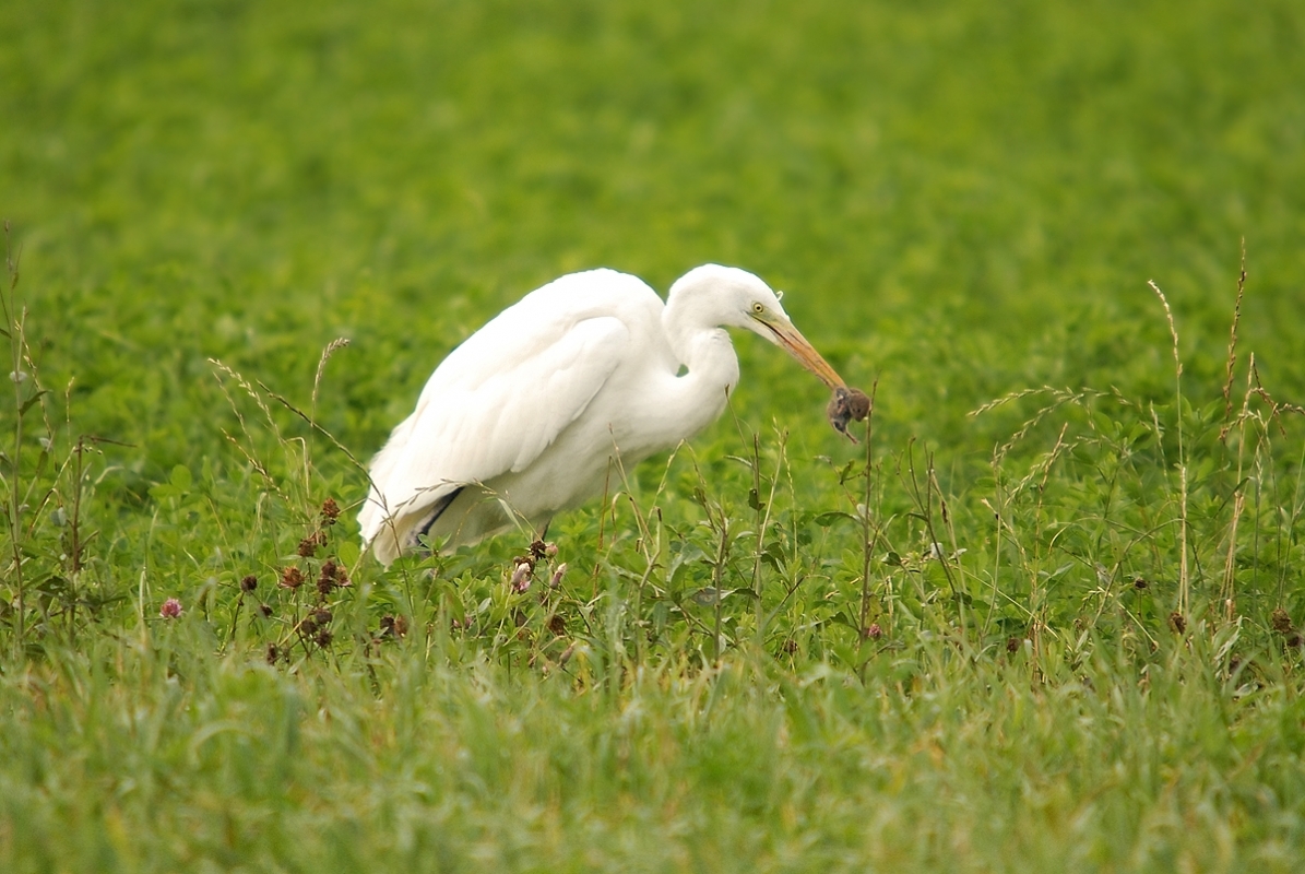 (Silberreiher ( Ardea alba)