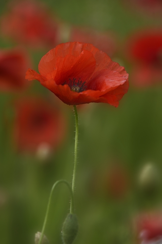 Mohn