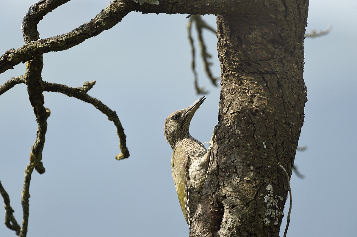 Grünspecht (Picus viridis)