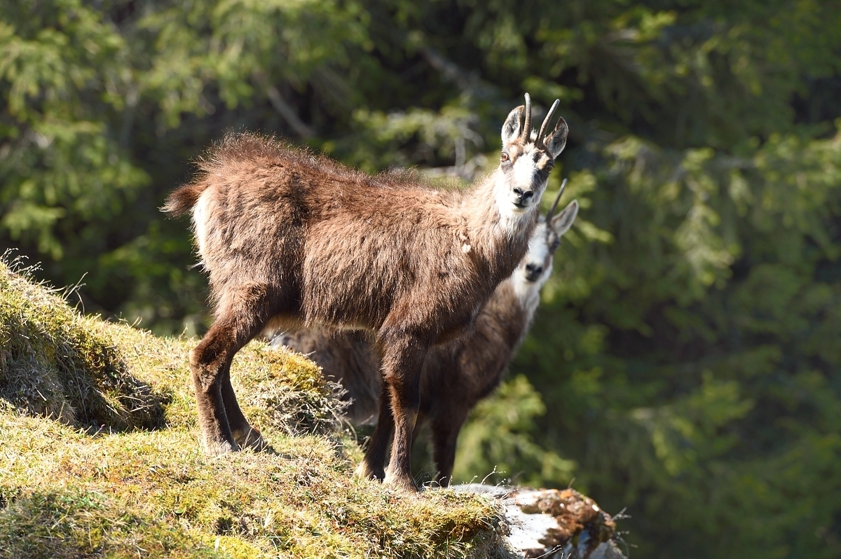 Gämsen (Rupicapra rupicapra)