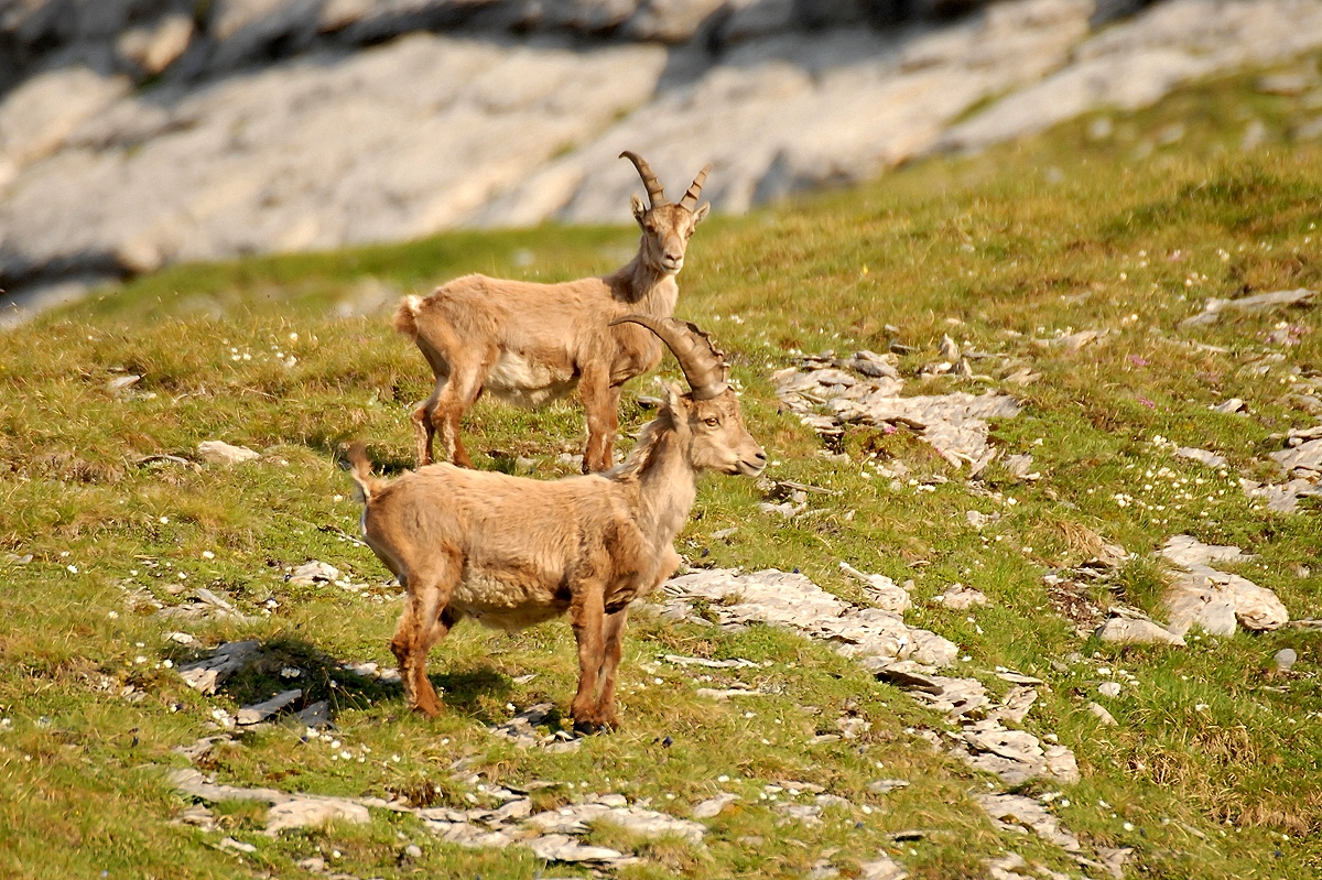 Junge Steinböcke (Capra ibex)