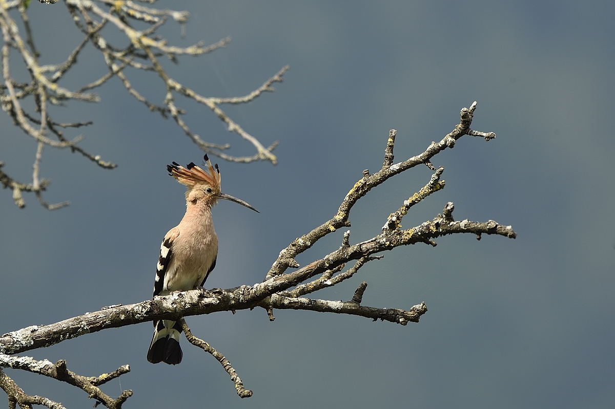 Wiedehopf (Upupa epops)