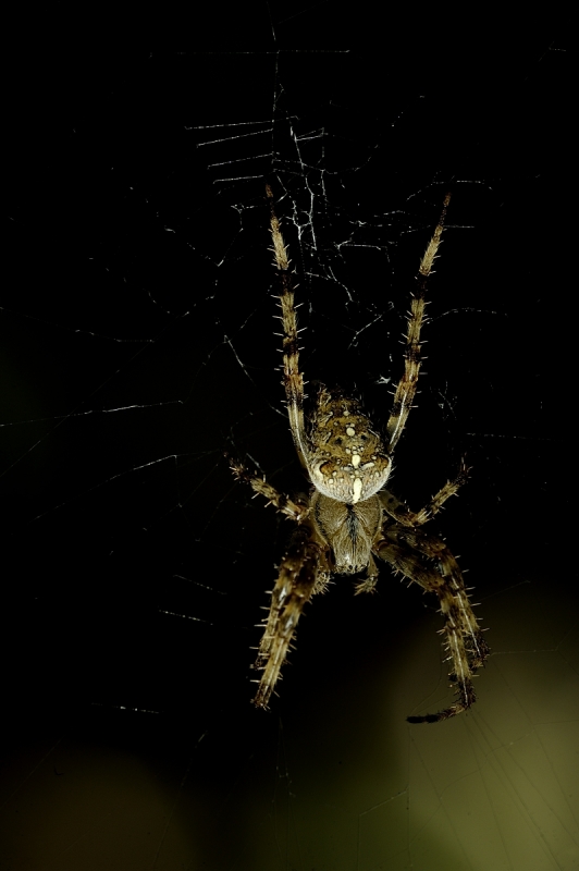 Kreuzspinne (Araneus diadematus)