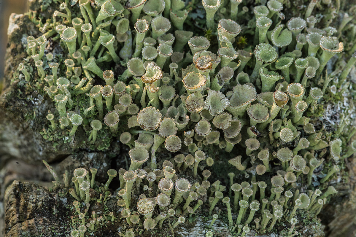 Becherflechte (Cladonia pyxidata)