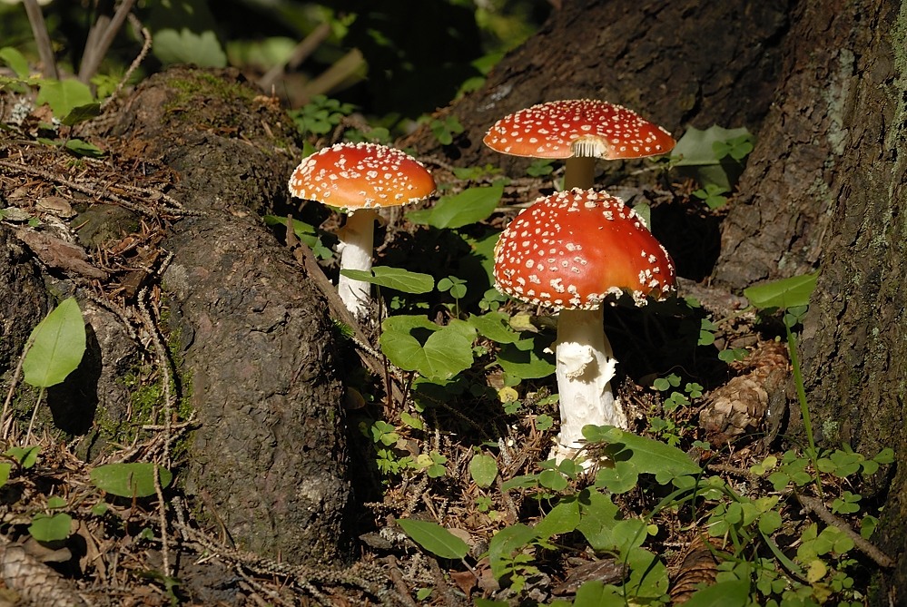 Fliegenpilz (Amanita muscaria)