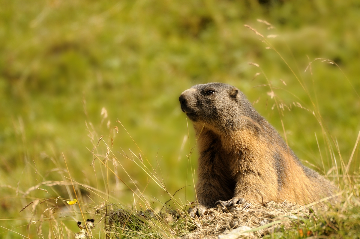 Alpenmurmeltier (Marmota marmota)