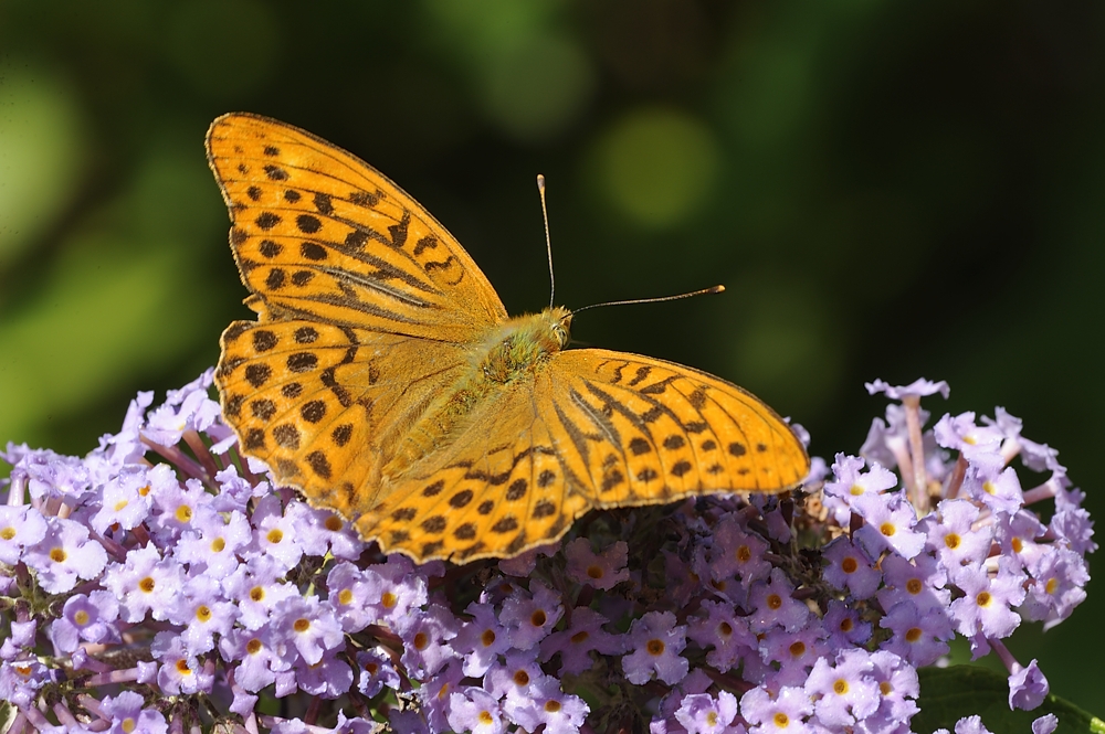 Der Kaisermantel (Argynnis paphia)