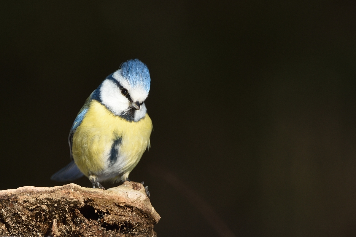 Blaumeise (Cyanistes caeruleus)