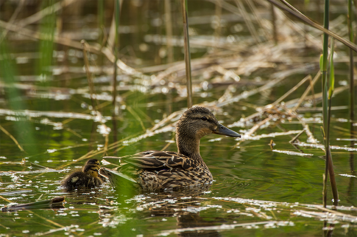 Stockente (Anas platyrhynchos)