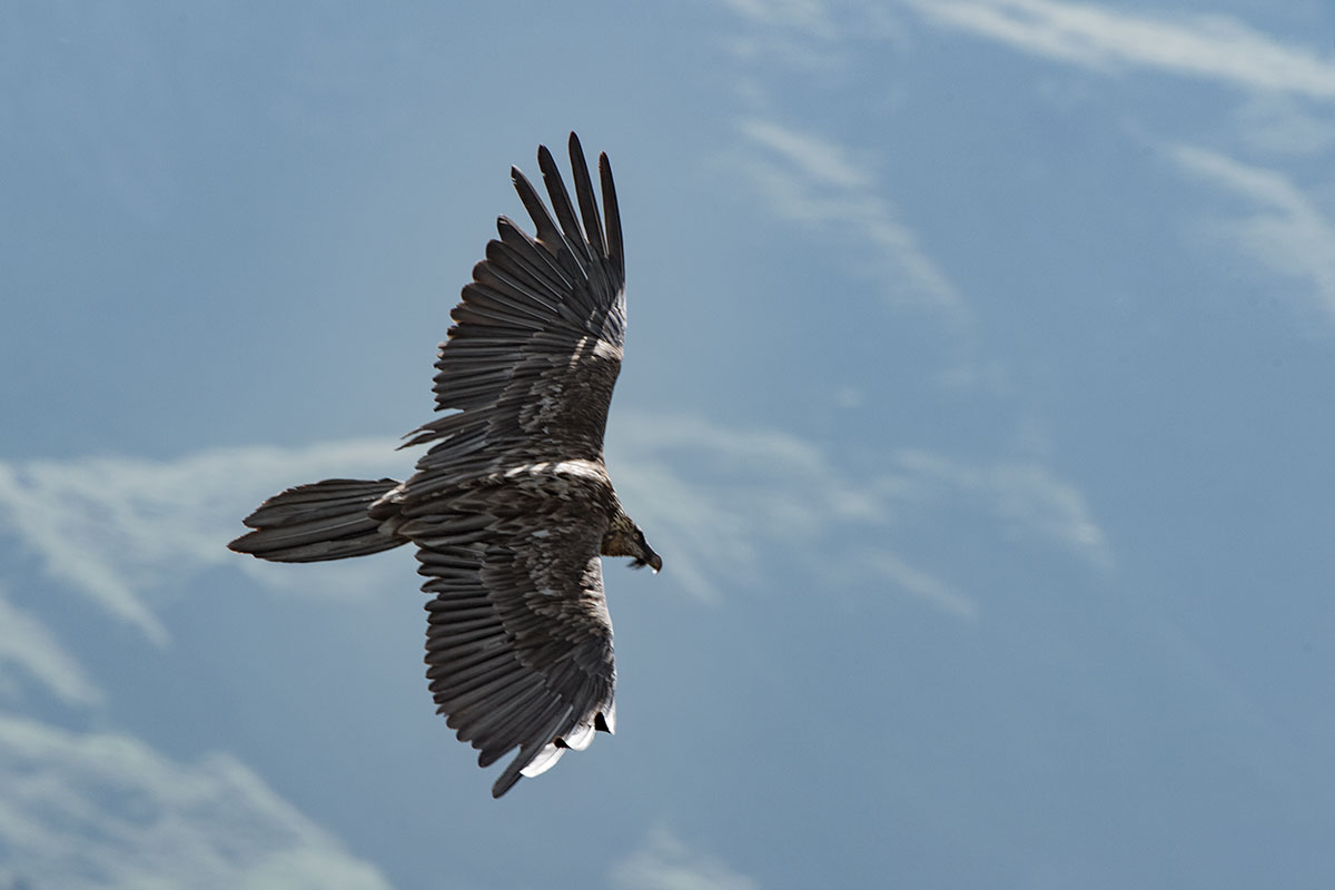 Bartgeier (Gypaetus barbatus)