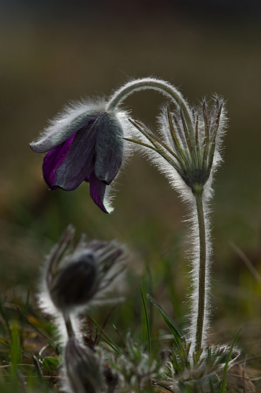 Kuhschelle (Pulsatilla vulgaris)